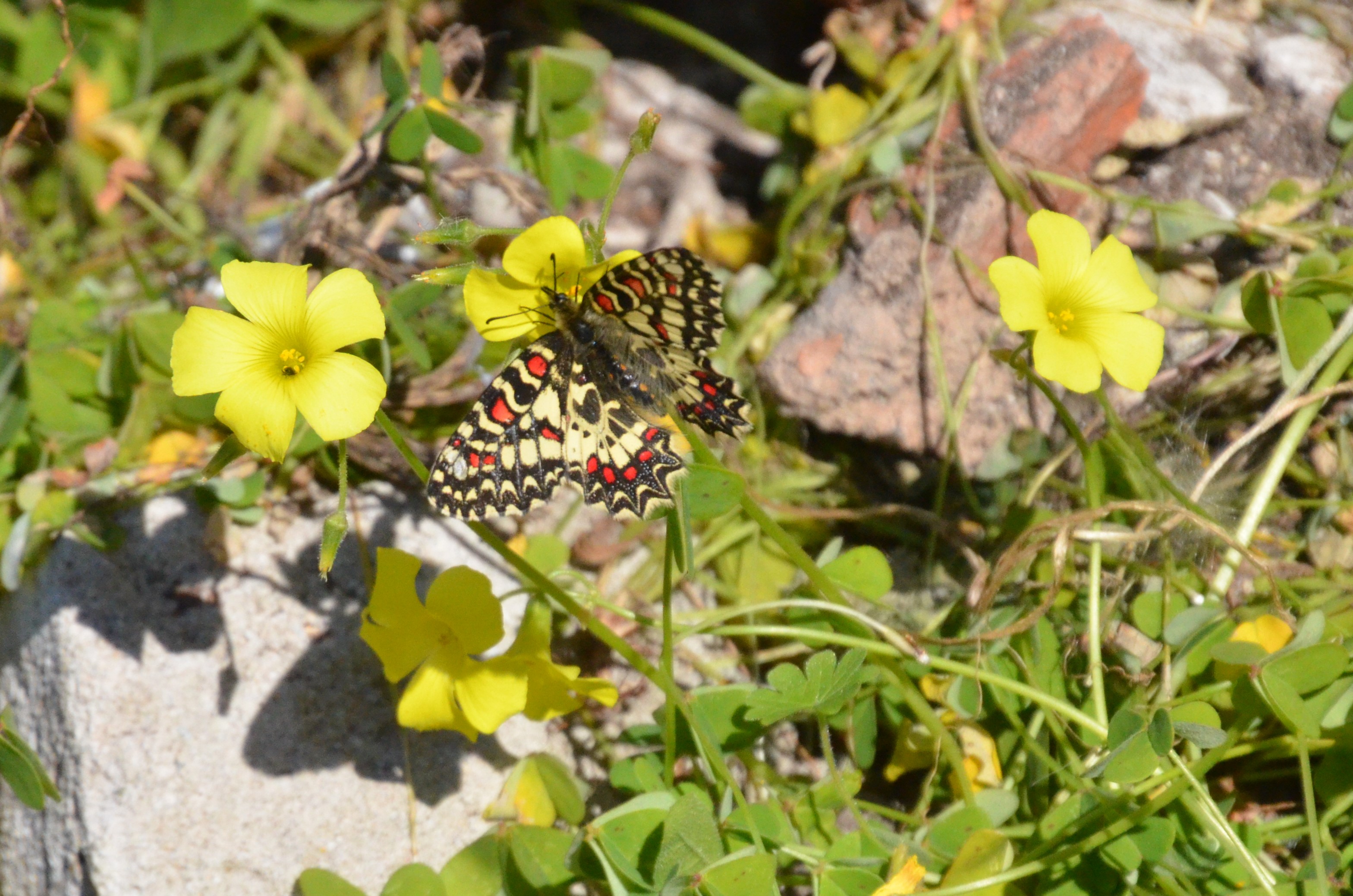 Spanish Festoon in Gibraltar, 12/03/19