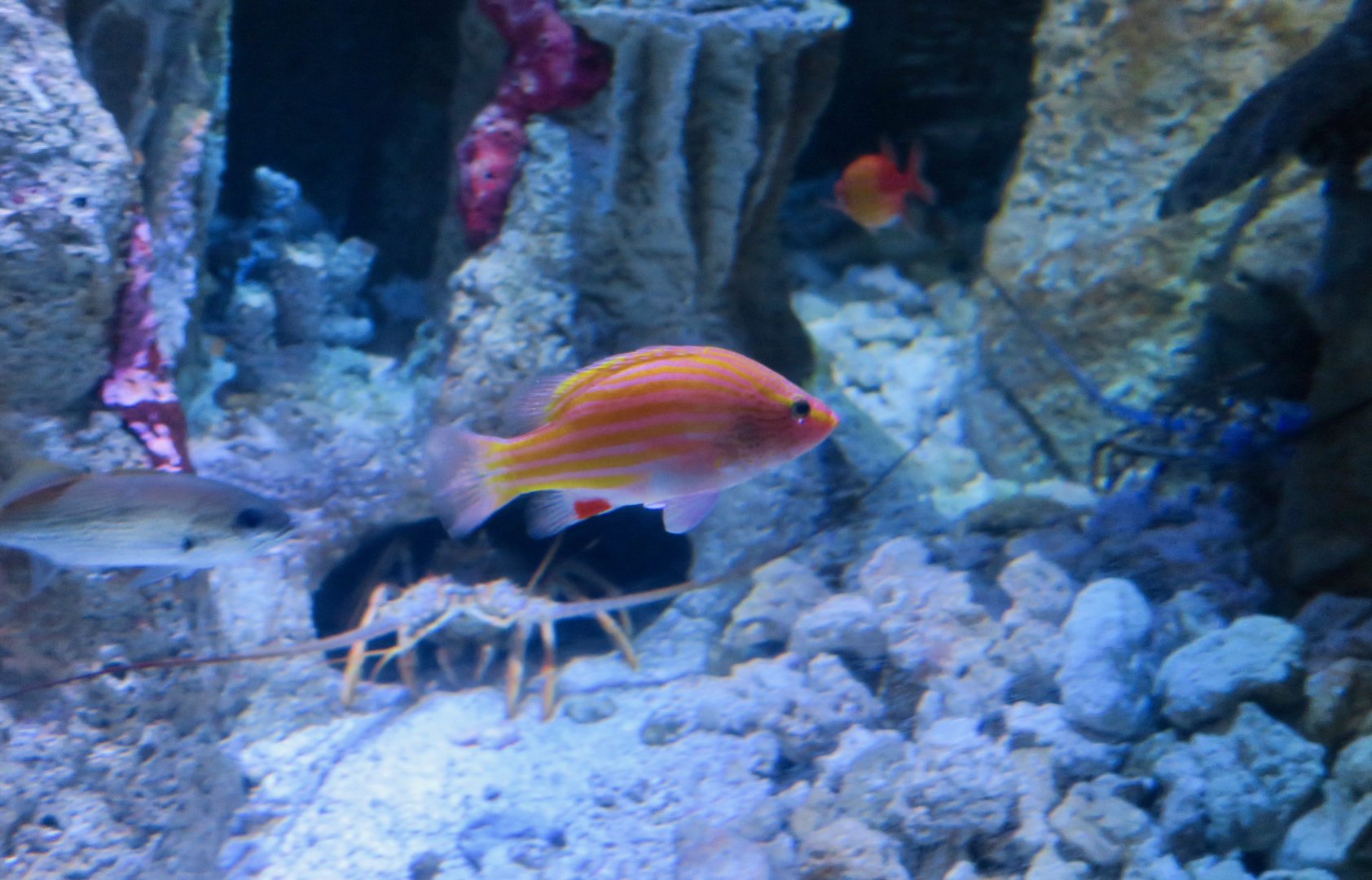 Spanish Flag (Gonioplectrus hispanus)