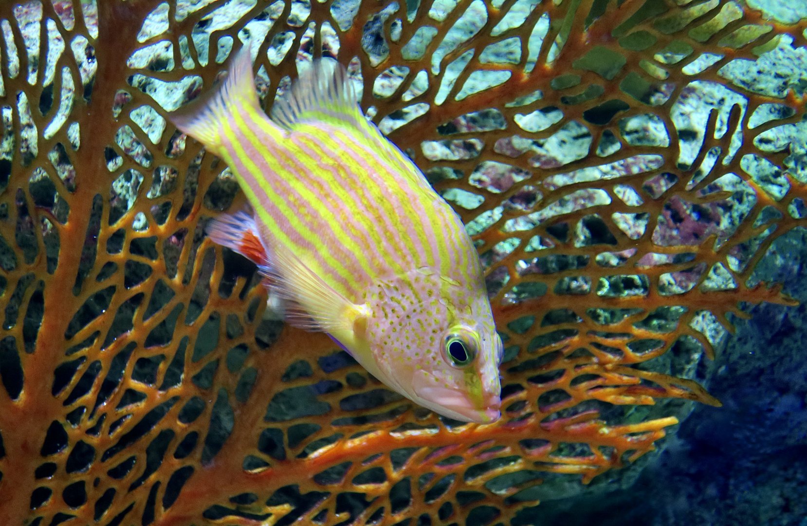 Spanish Flag Grouper (Gonioplectrus hispanus)