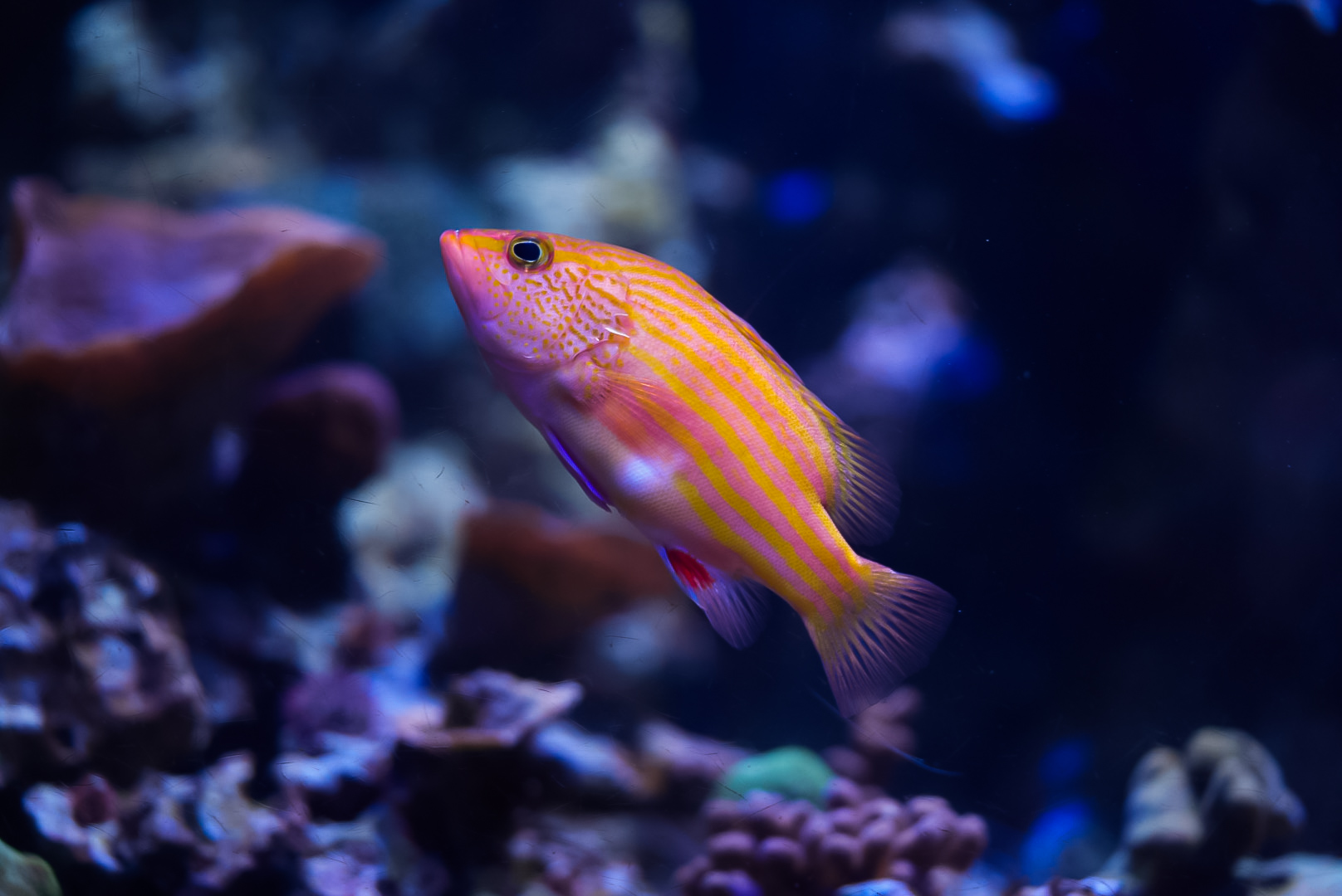 Spanish Flag Grouper