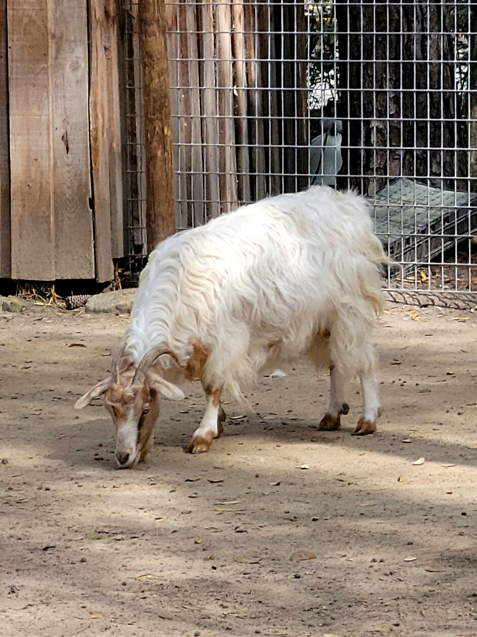Spanish Goat - Bee City Zoo - March 2025