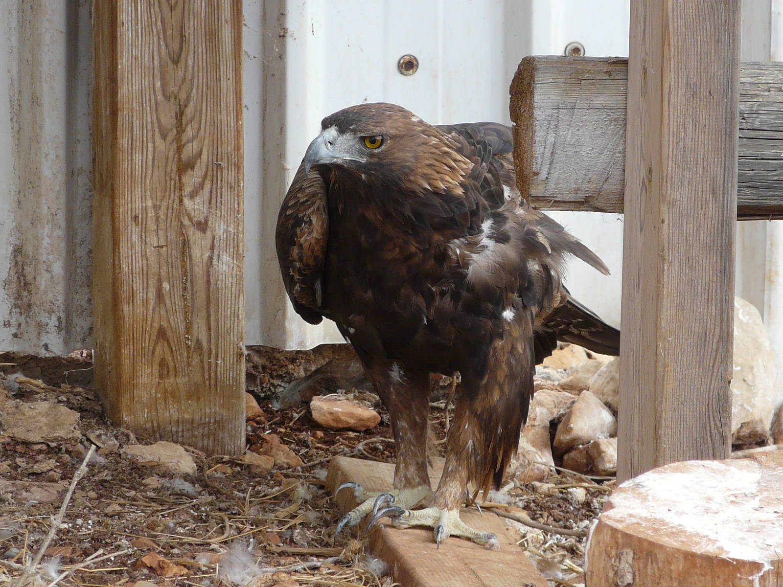 Spanish golden eagle/ Aquila chrysaetos homeryi