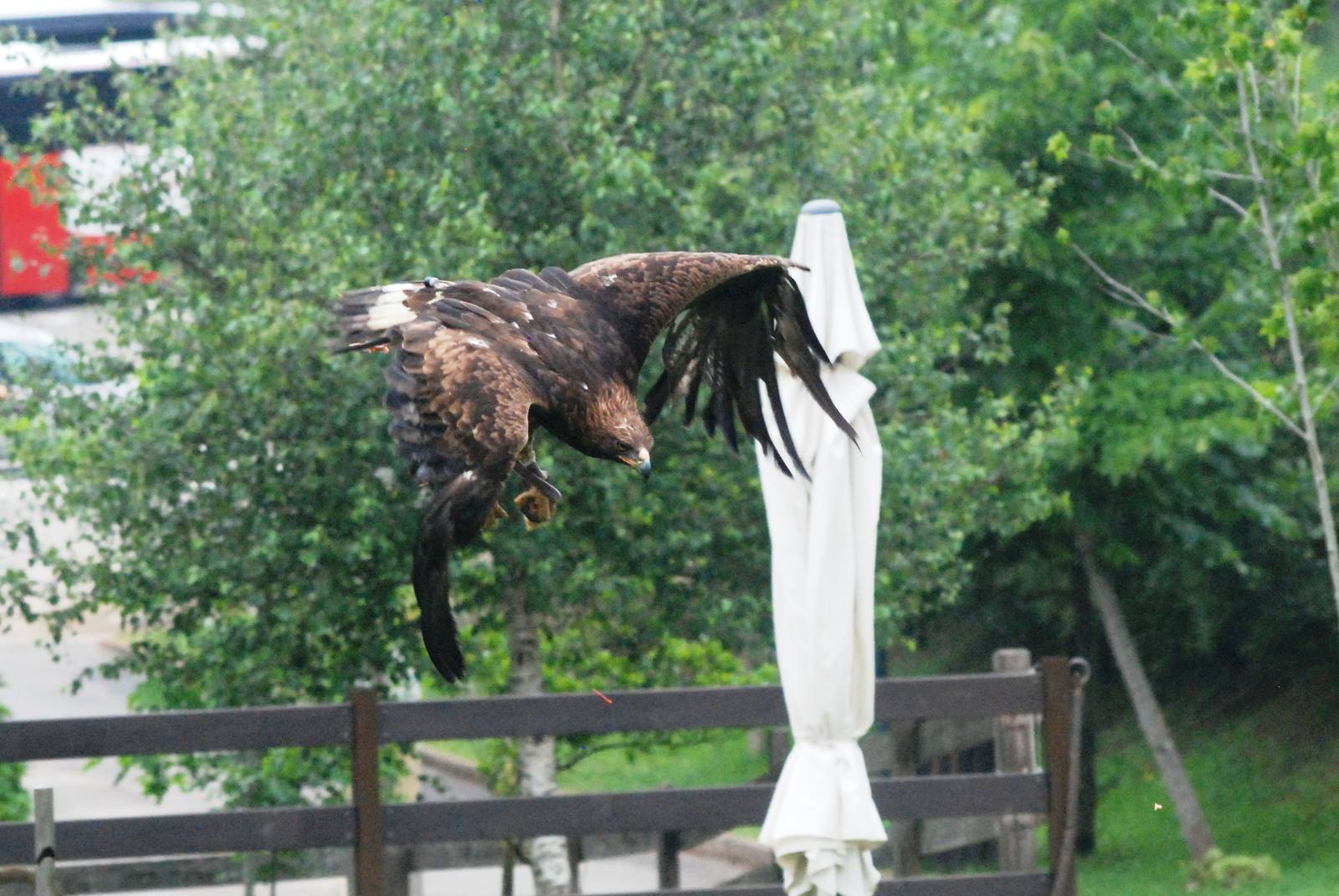 Spanish Golden Eagle at Cabarceno, 11/06/15