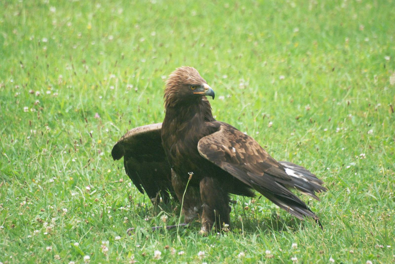 Spanish Golden Eagle at Cabarceno, 11/06/15