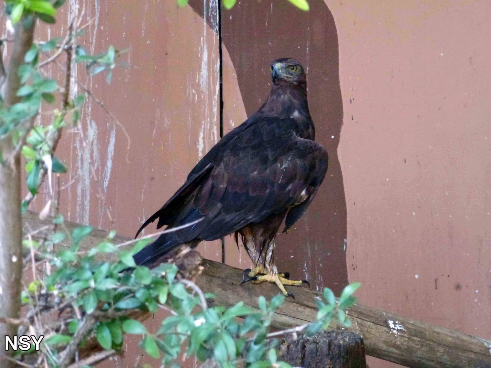 Spanish golden eagle, July 2013.