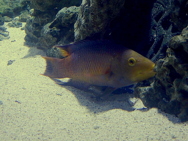 Spanish hog fish (Bodianus rufus)