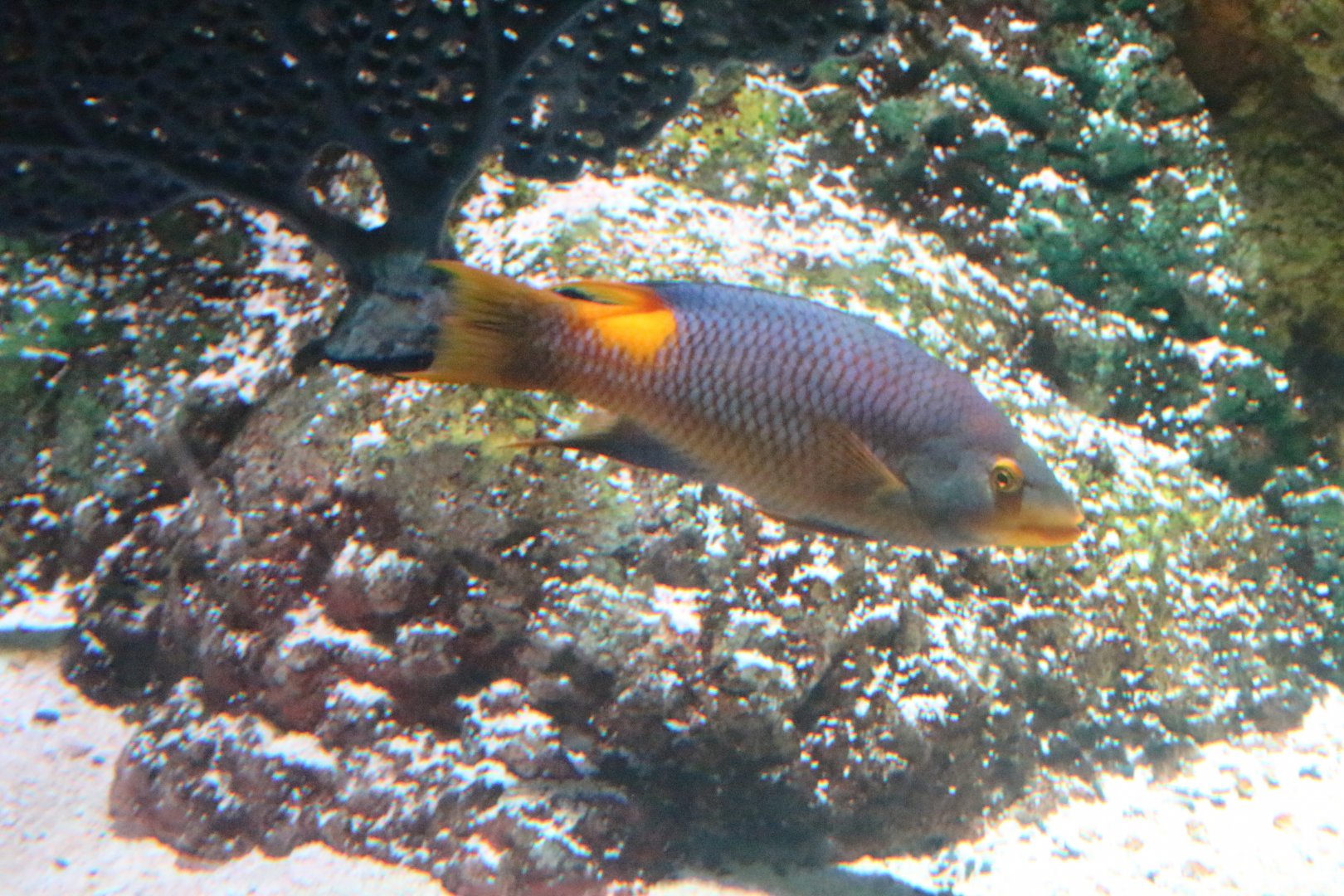 Spanish Hogfish (Bodianus rufus)