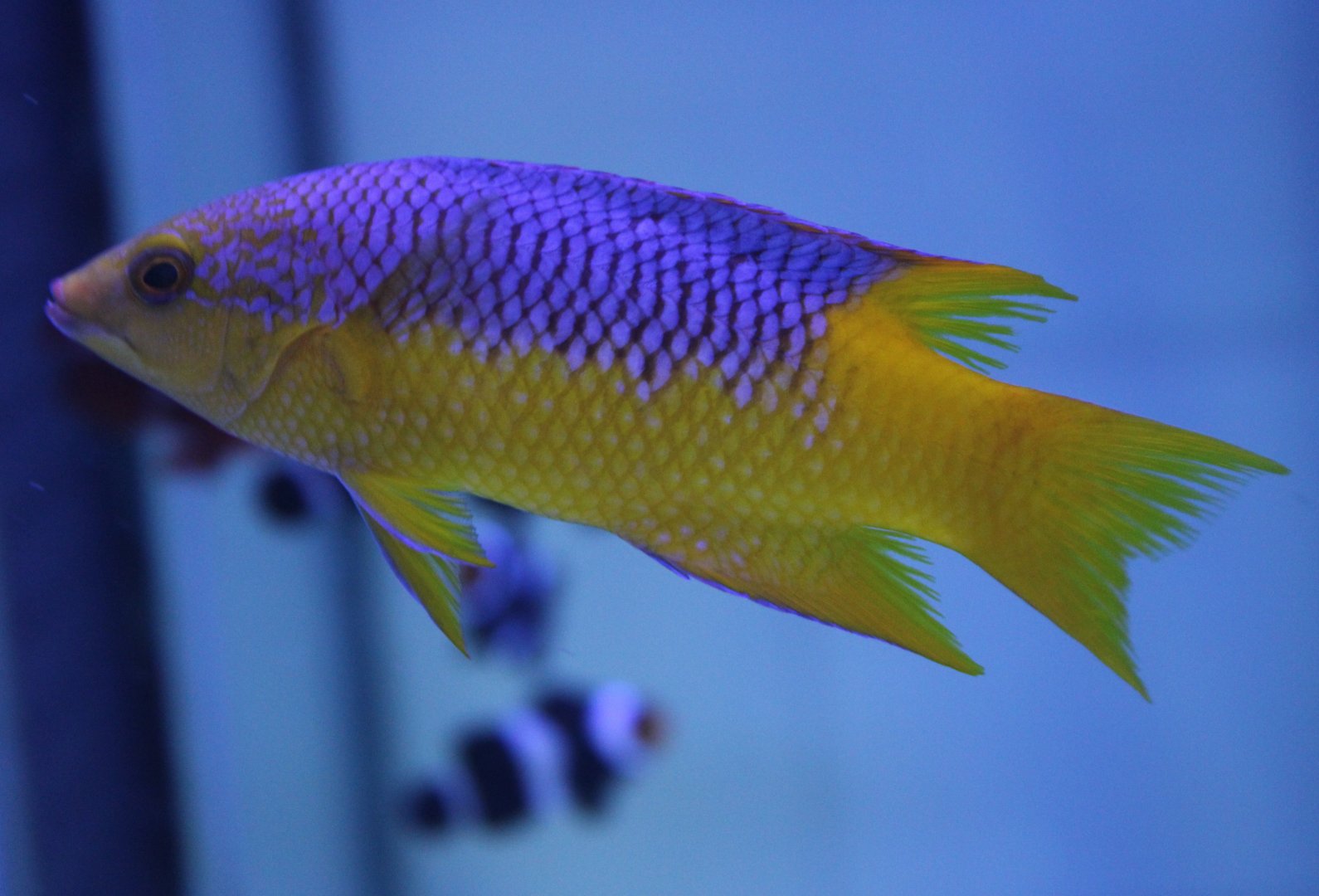 Spanish hogfish - Bodianus rufus