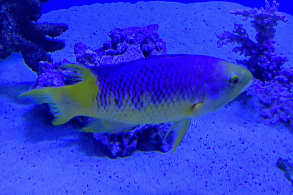 Spanish Hogfish