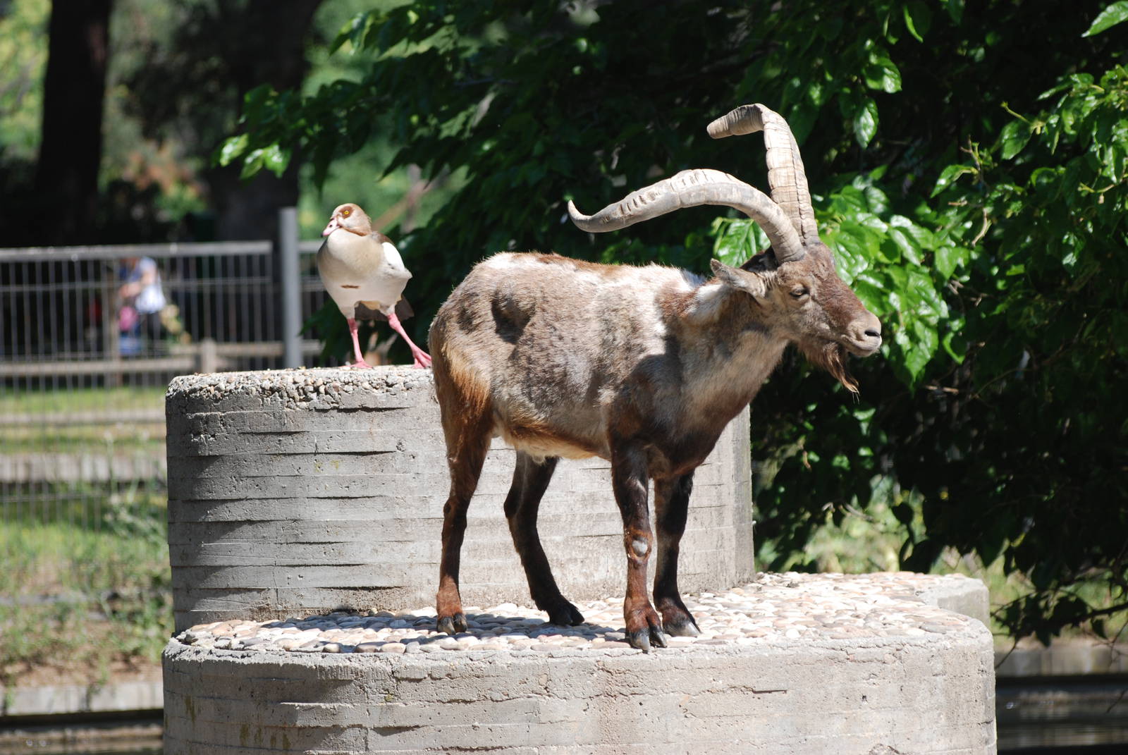 Spanish Ibex and Egyptian Goose at Madrid Zoo Aquarium, 26/05/11