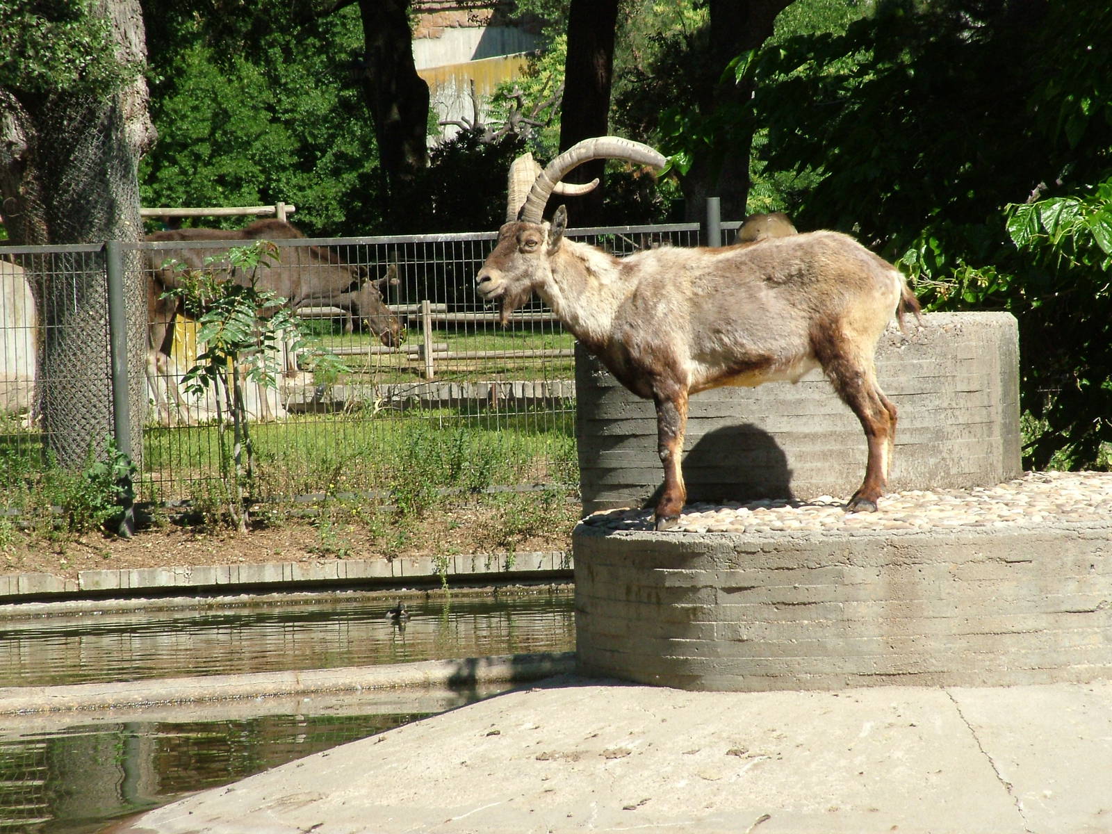 Spanish Ibex and European Moose at Madrid Zoo Aquarium, 26/05/11