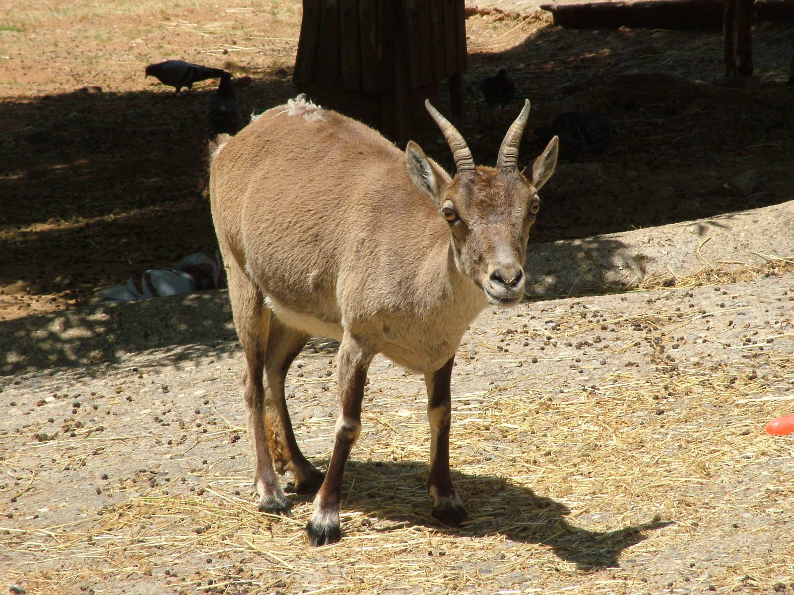 Spanish Ibex at Barcelona, 30/05/11