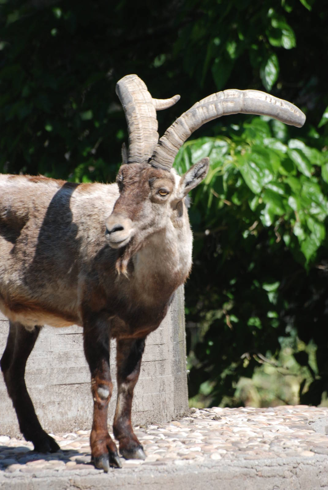 Spanish Ibex at Madrid Zoo Aquarium, 26/05/11