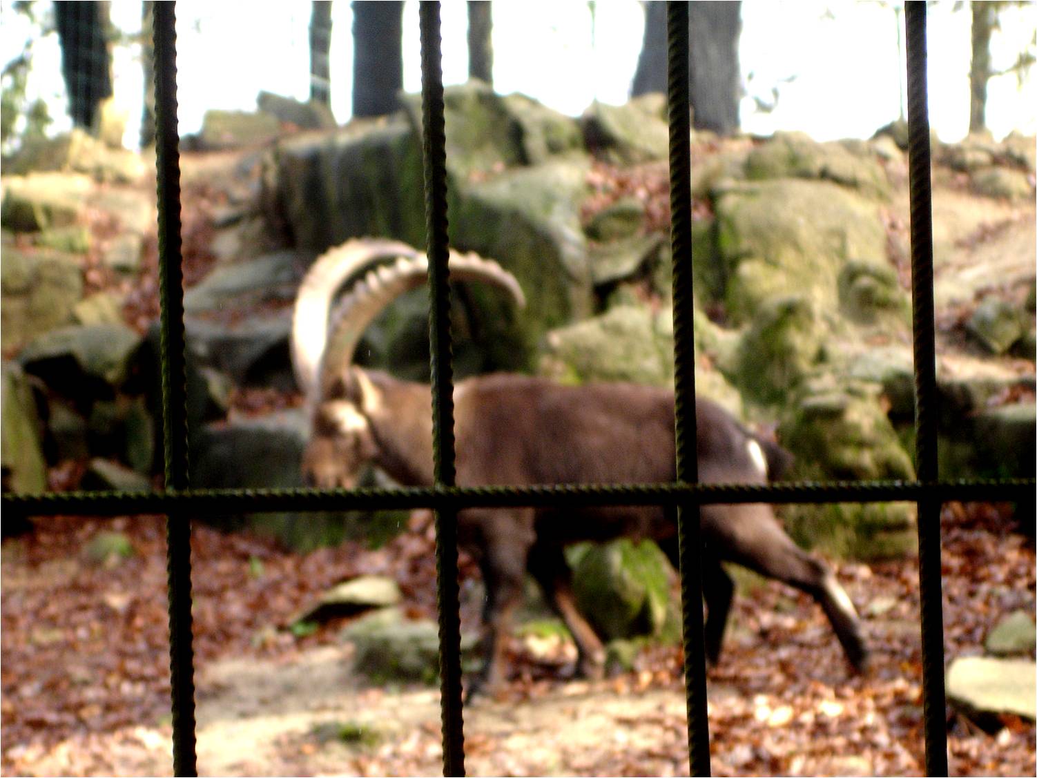 Spanish Ibex at Parque Biológico de Gaia, 1/1/2013