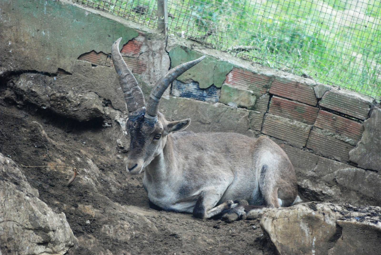 Spanish Ibex at Santillana del Mar, 13/06/15