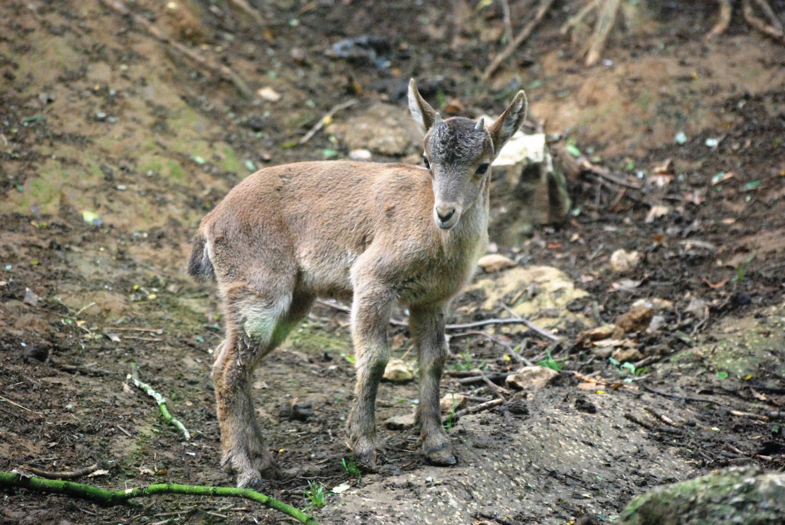 Spanish Ibex at Santillana del Mar, 13/06/15