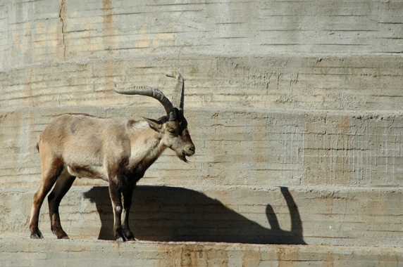 Spanish ibex - Capra pyrenaica hispanica (zoo aquarium Madrid)