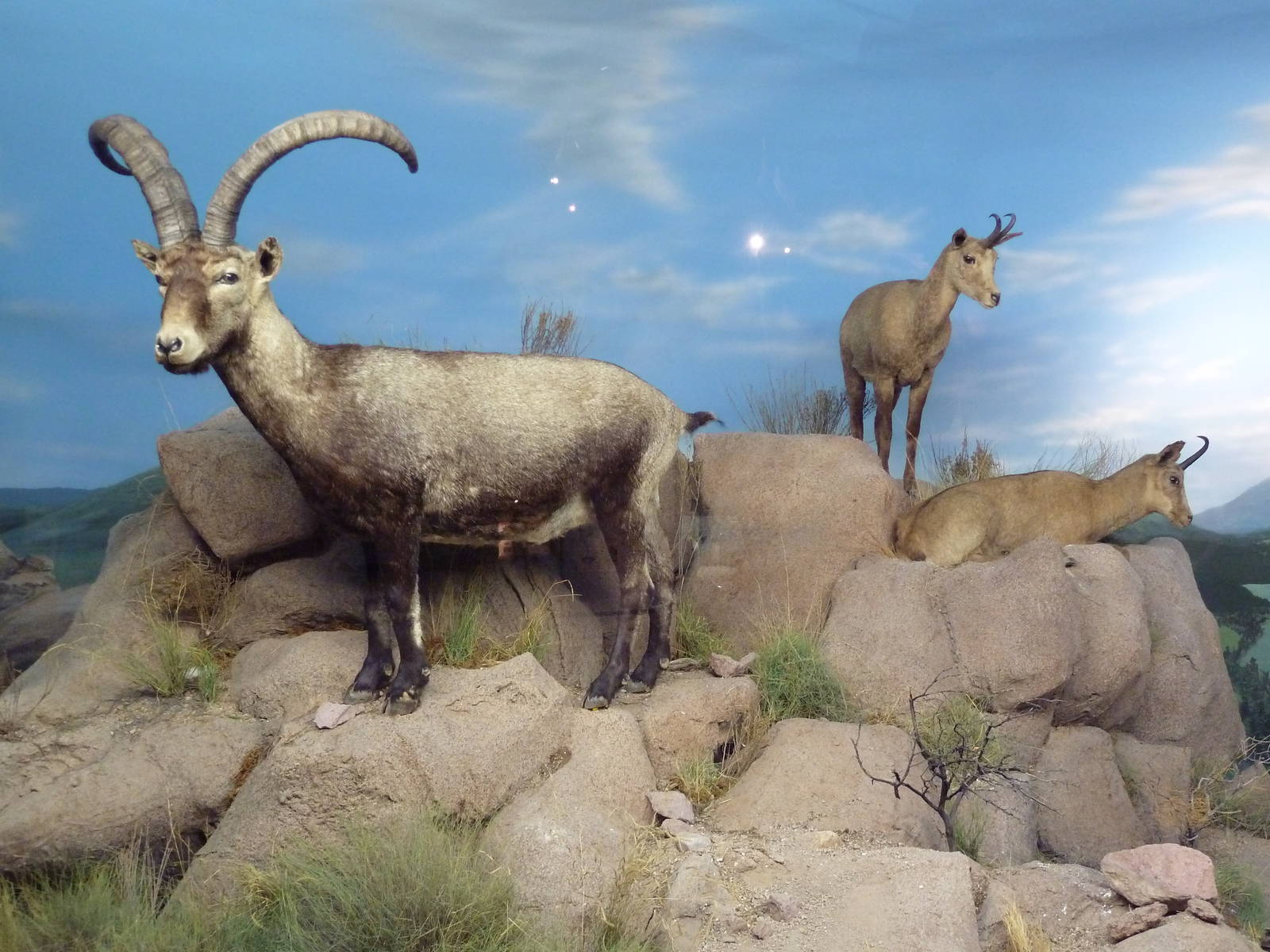 Spanish Ibex + Chamois