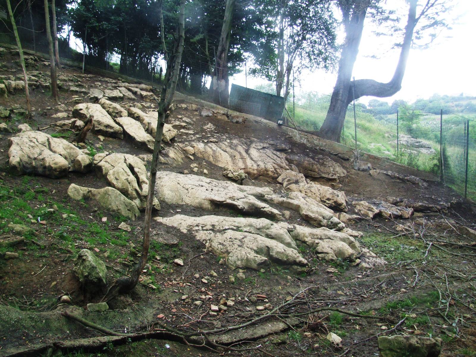 Spanish Ibex Enclosure at Santillana del Mar, 13/06/15