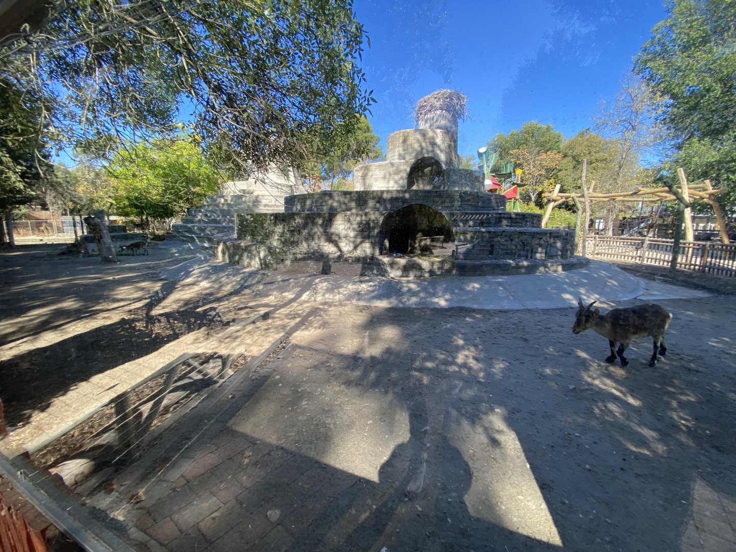 Spanish ibex enclosure