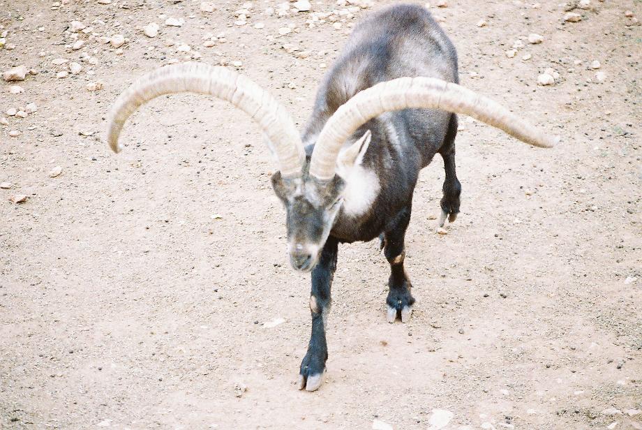 Spanish Ibex Fauna Ibirica