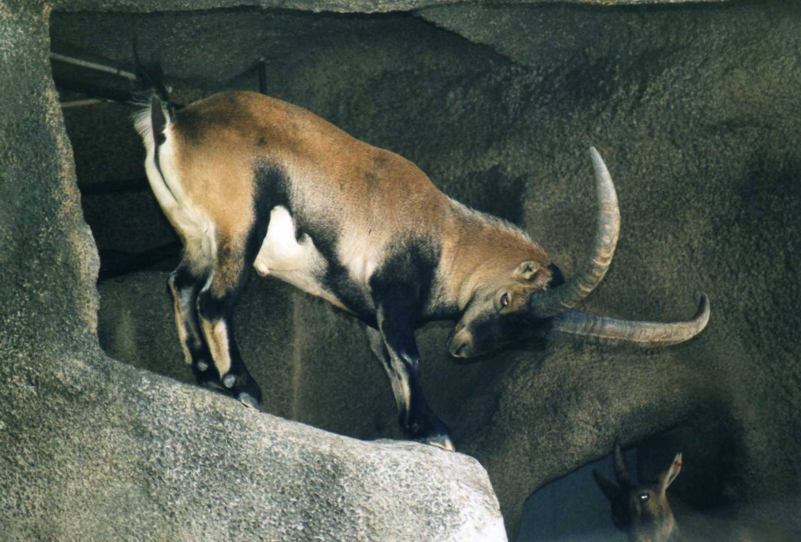 Spanish Ibex