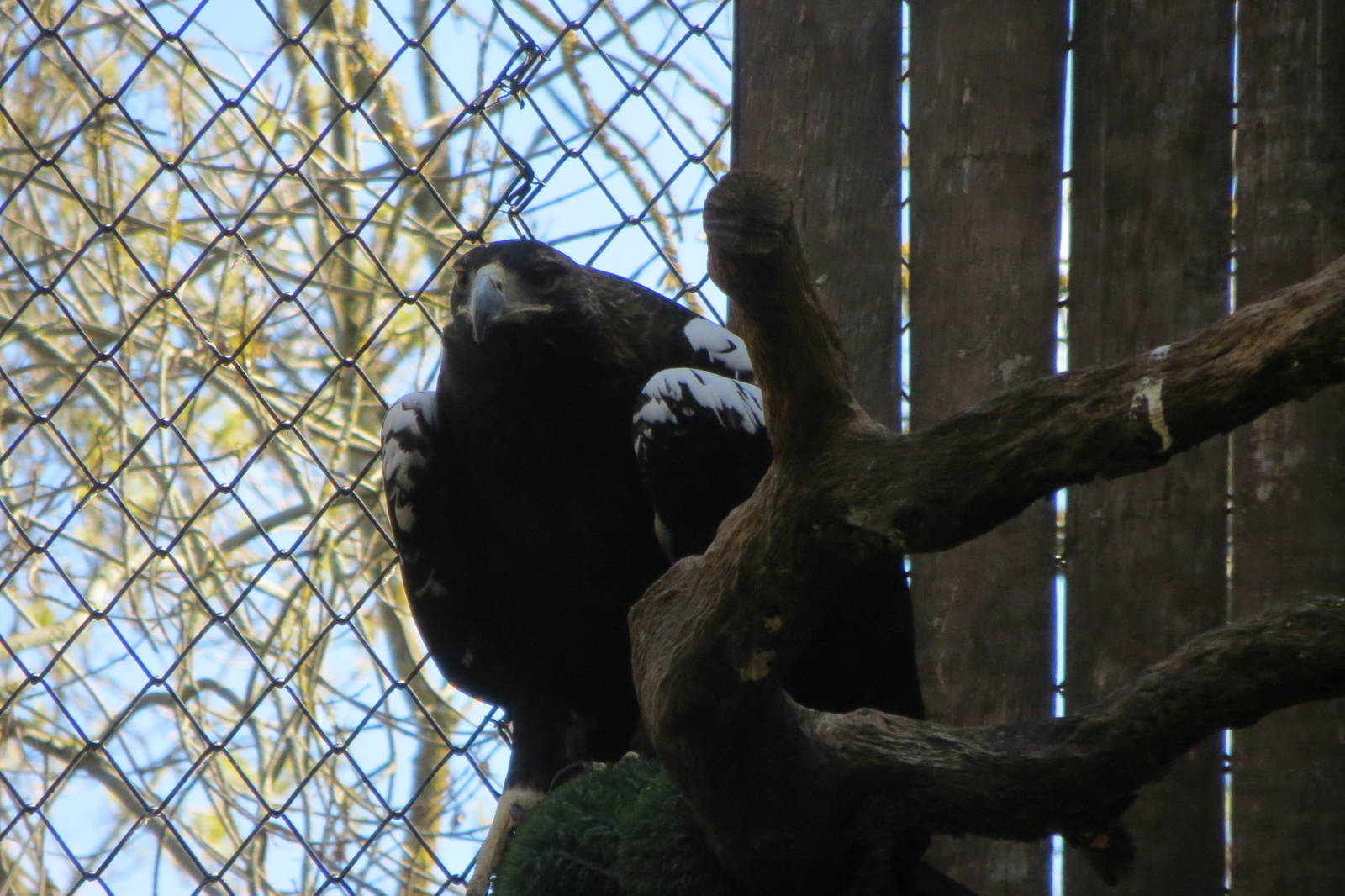 Spanish Imperial Eagle 150216