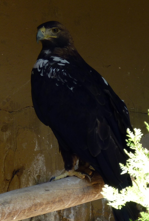 Spanish imperial eagle (Aquila adalberti)