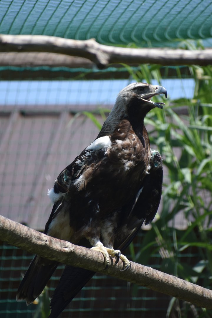 Spanish Imperial Eagle - Aquila adalberti
