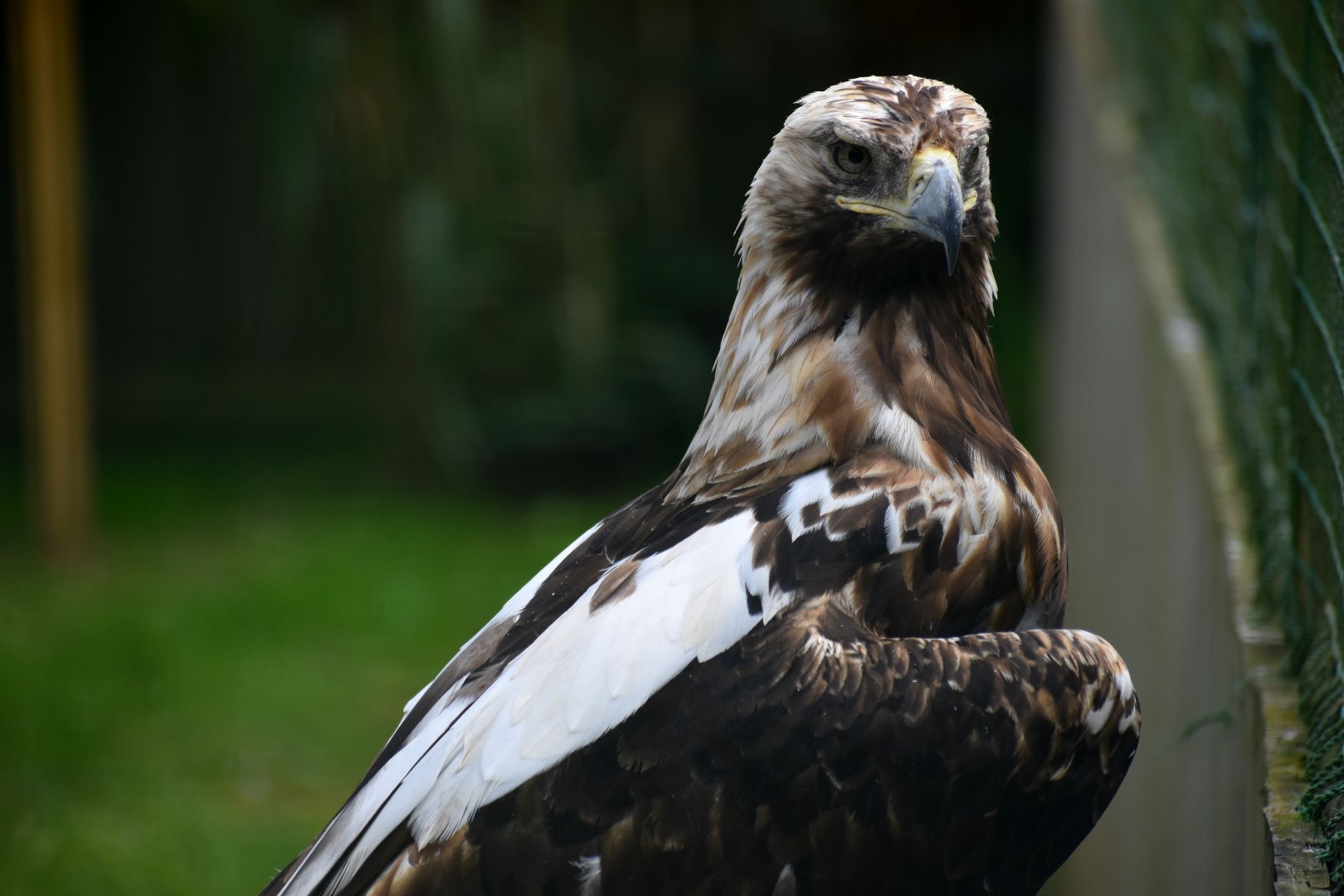 Spanish Imperial Eagle - Aquila adalberti
