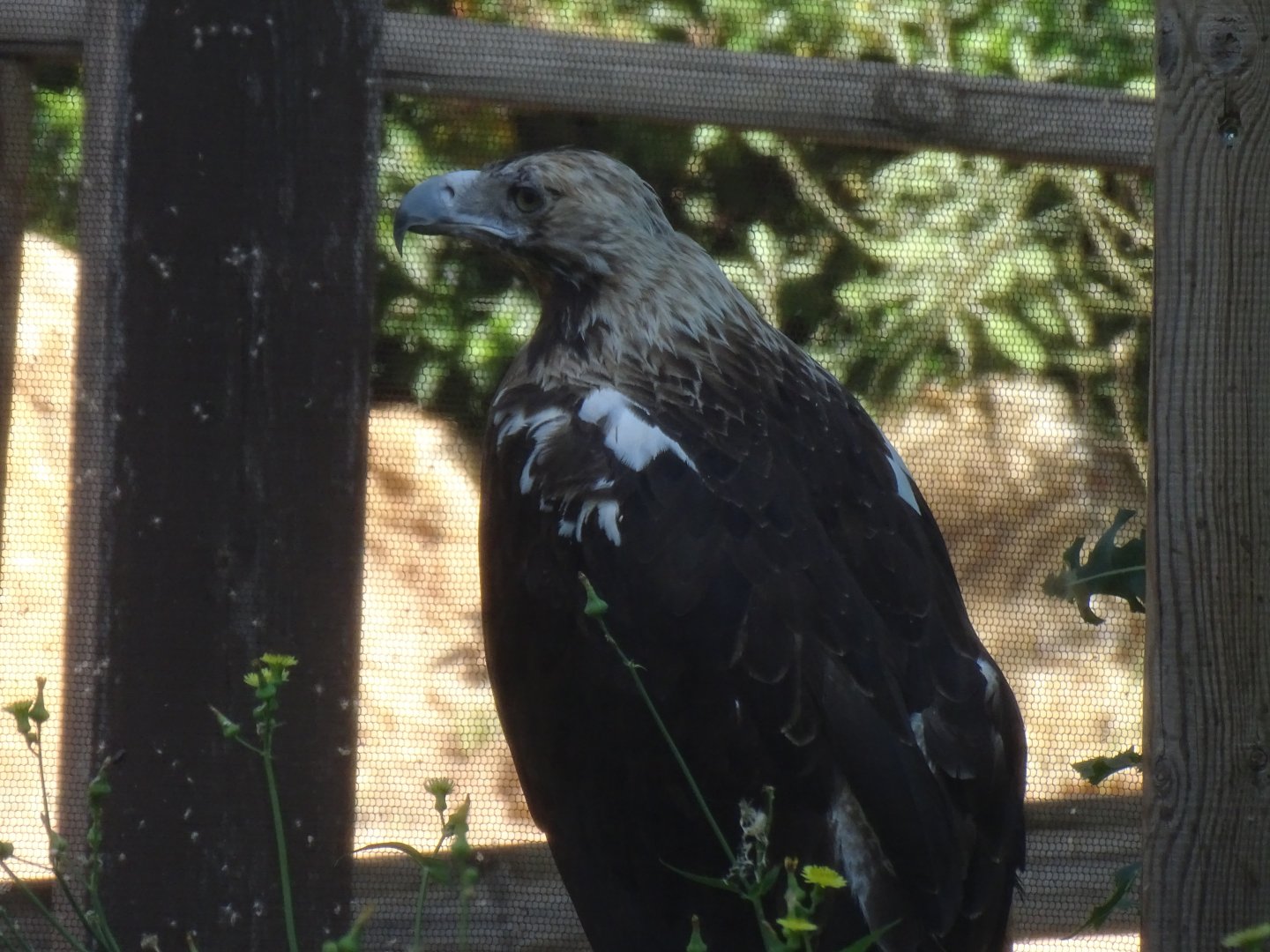 Spanish imperial eagle (Aquila adalberti)