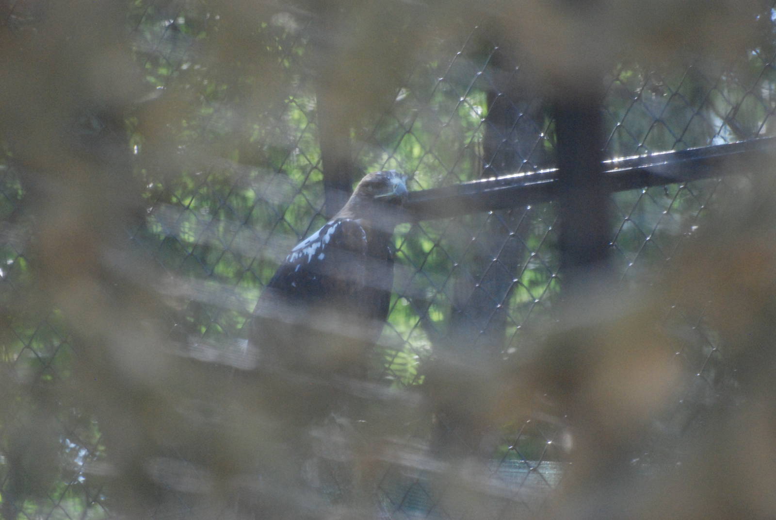 Spanish Imperial Eagle at Madrid Zoo Aquarium, 26/05/11