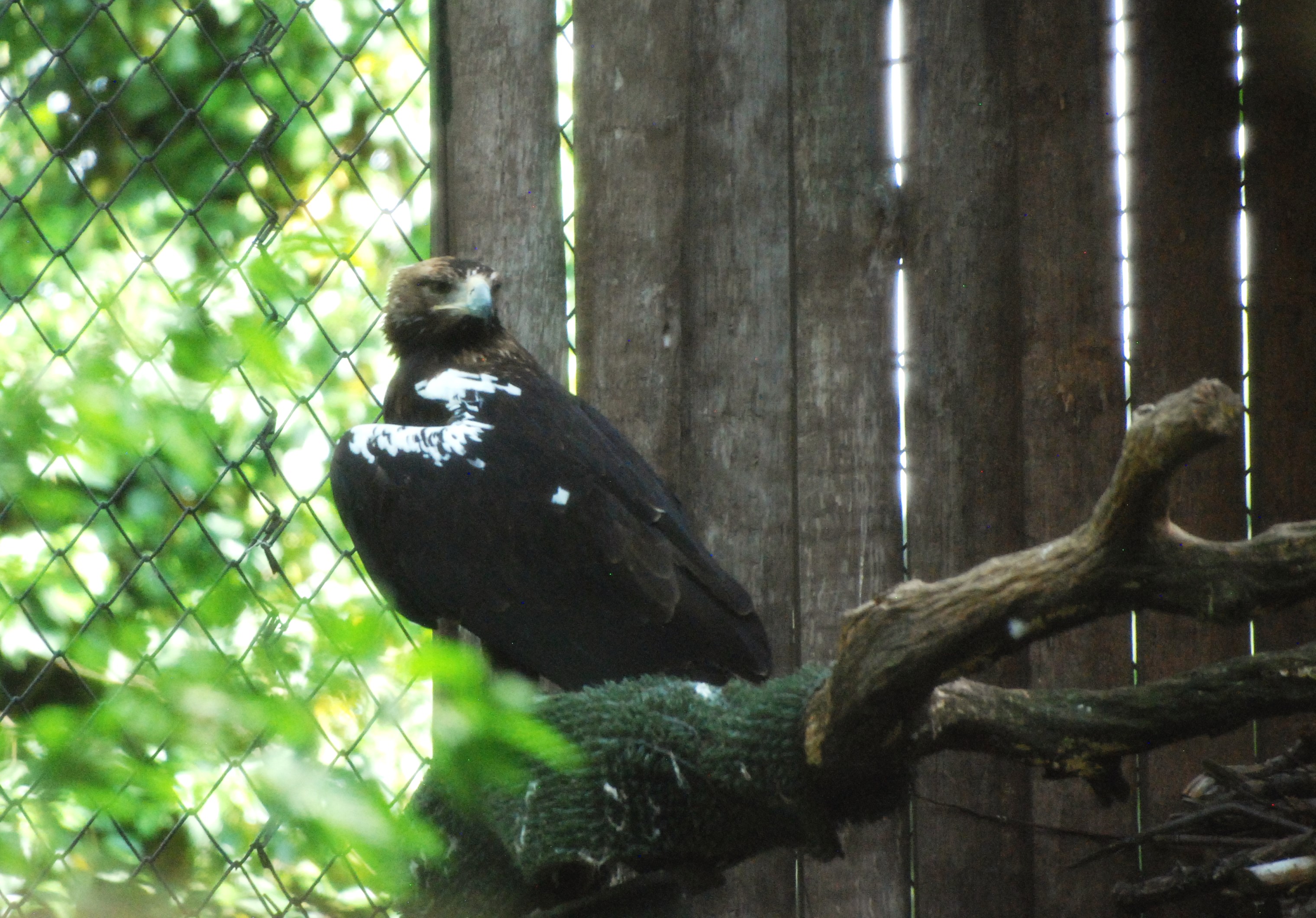 Spanish Imperial Eagle at Zoo Aquarium de Madrid, 20th May 2022