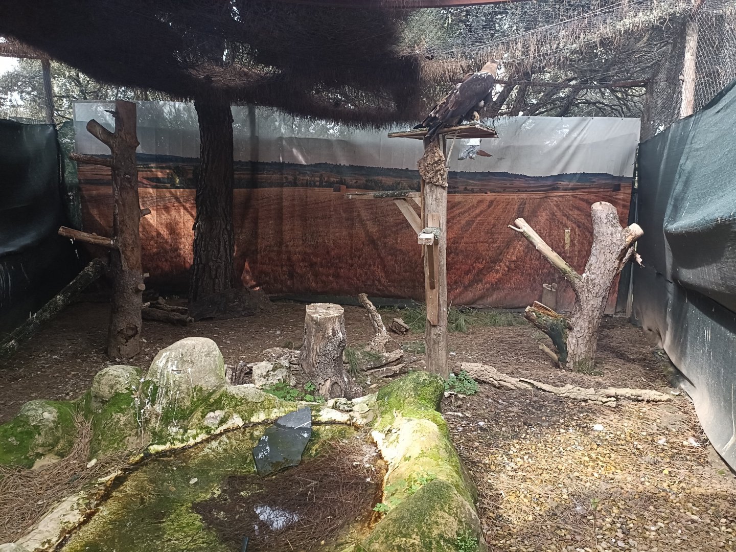 Spanish imperial eagle exhibit - GREFA