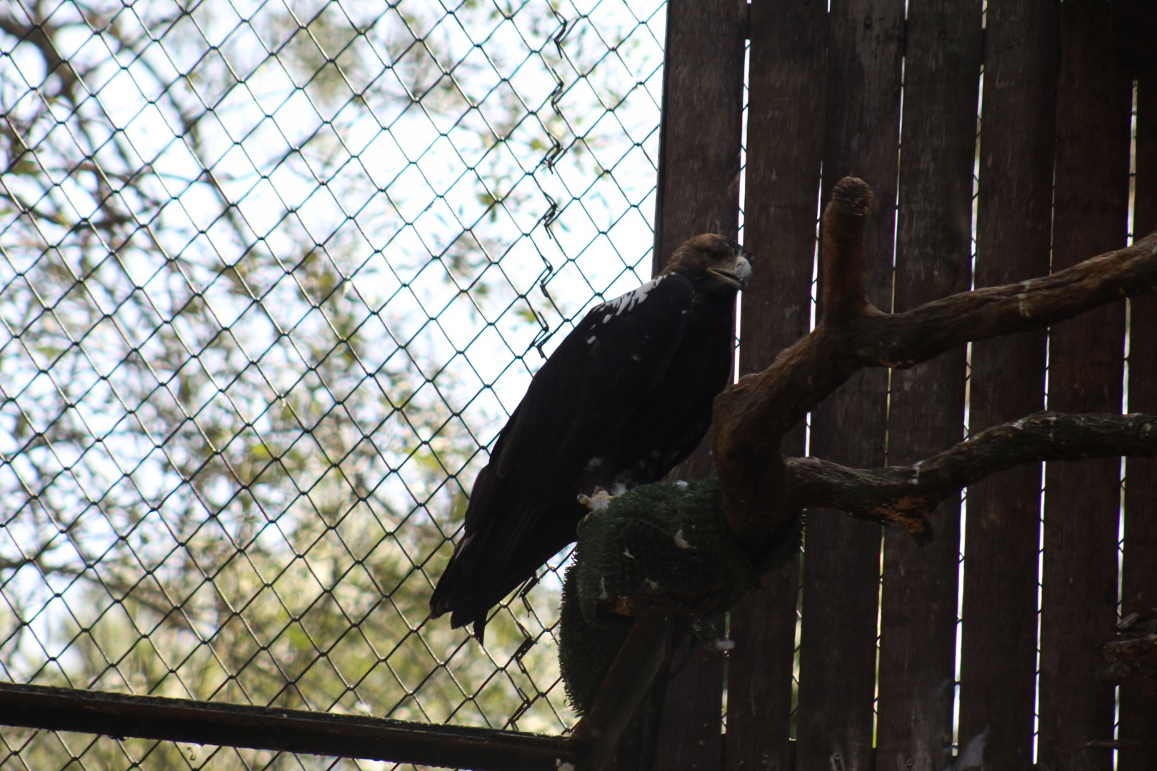 Spanish Imperial Eagle