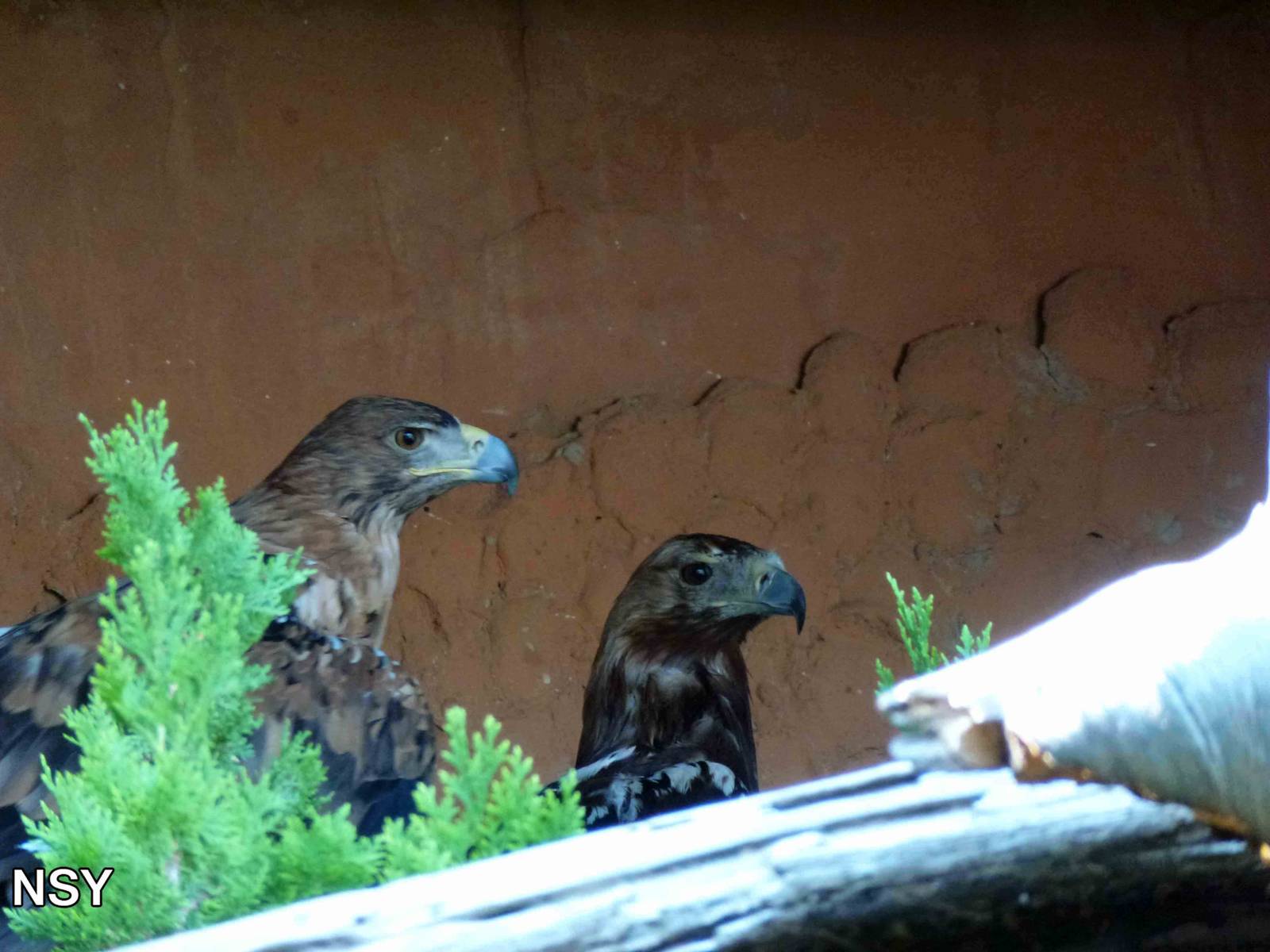 Spanish Imperial eagles, July 2013.