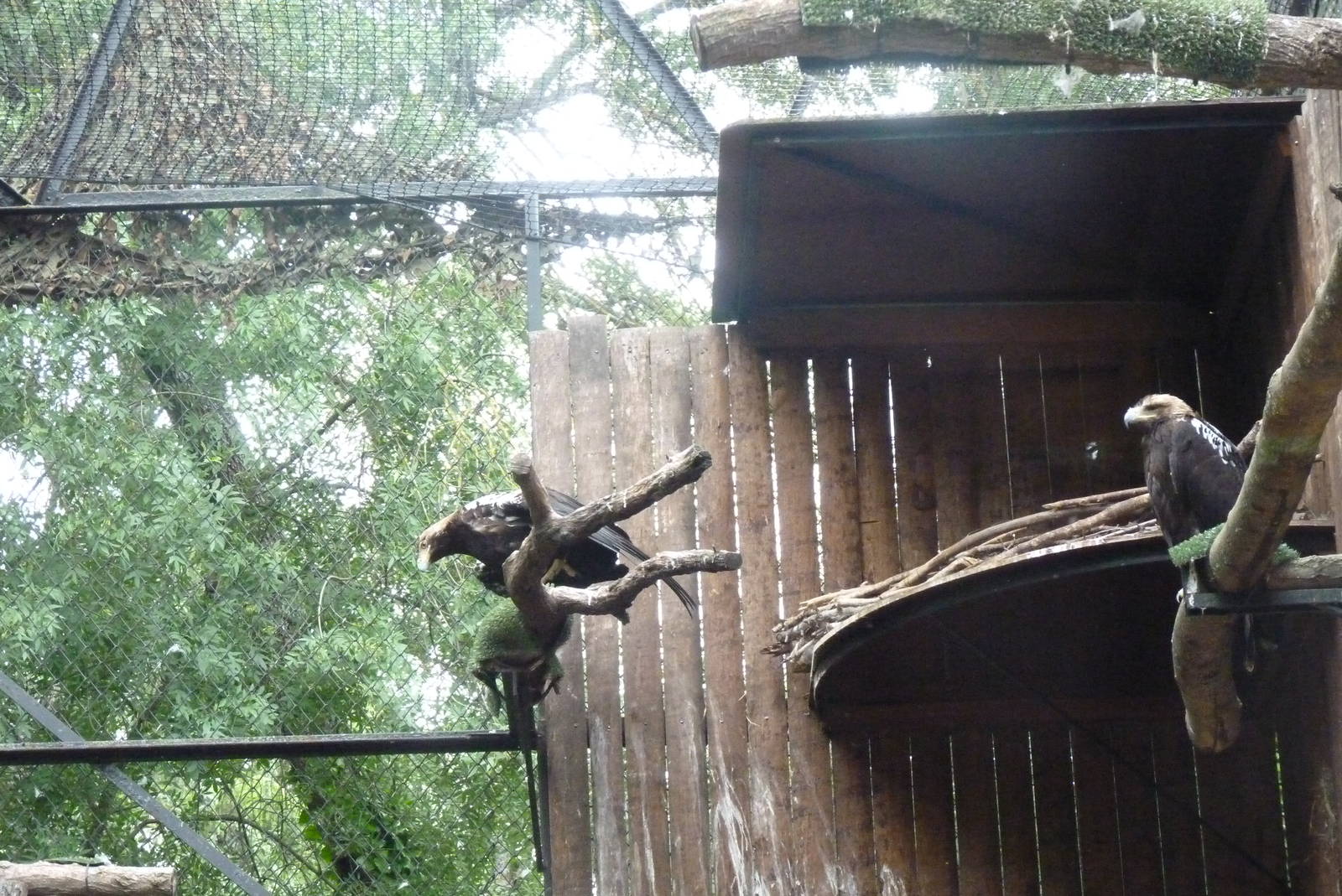 Spanish Imperial Eagles, June 2013