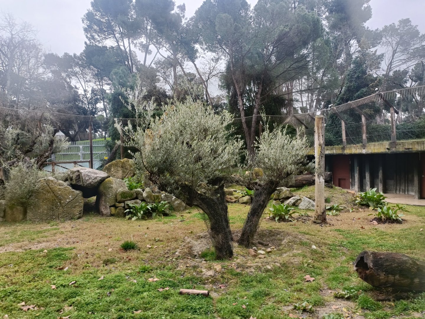 Spanish lynx exhibit
