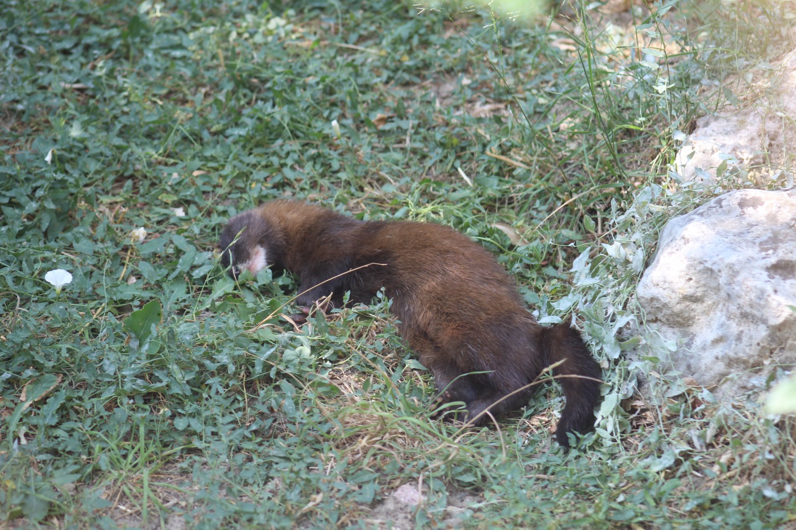 Spanish Mink