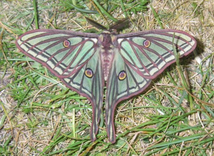 Spanish Moon Moth (Actias isabellae)