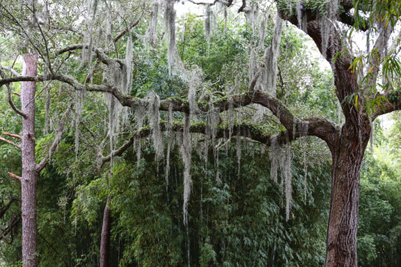 Spanish moss