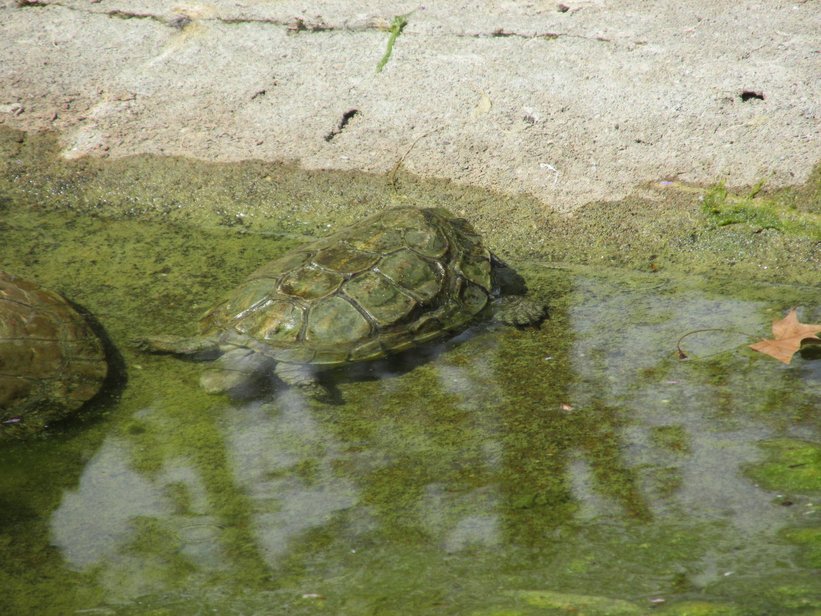spanish pond turtle barcelona zoo