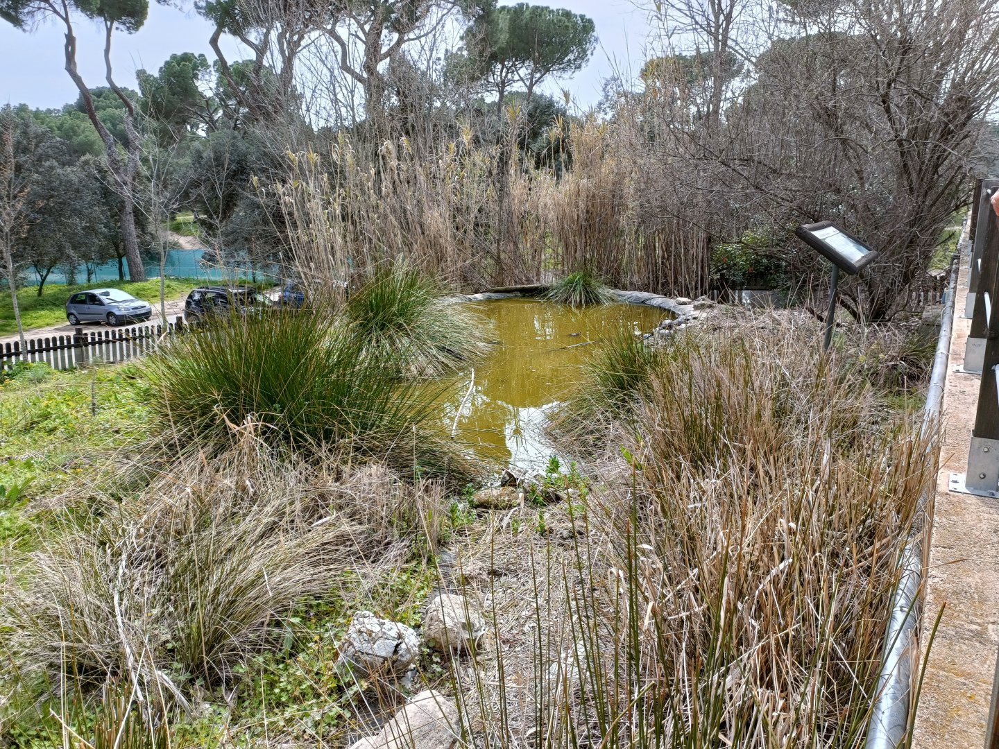 Spanish pond turtle exhibit - GREFA