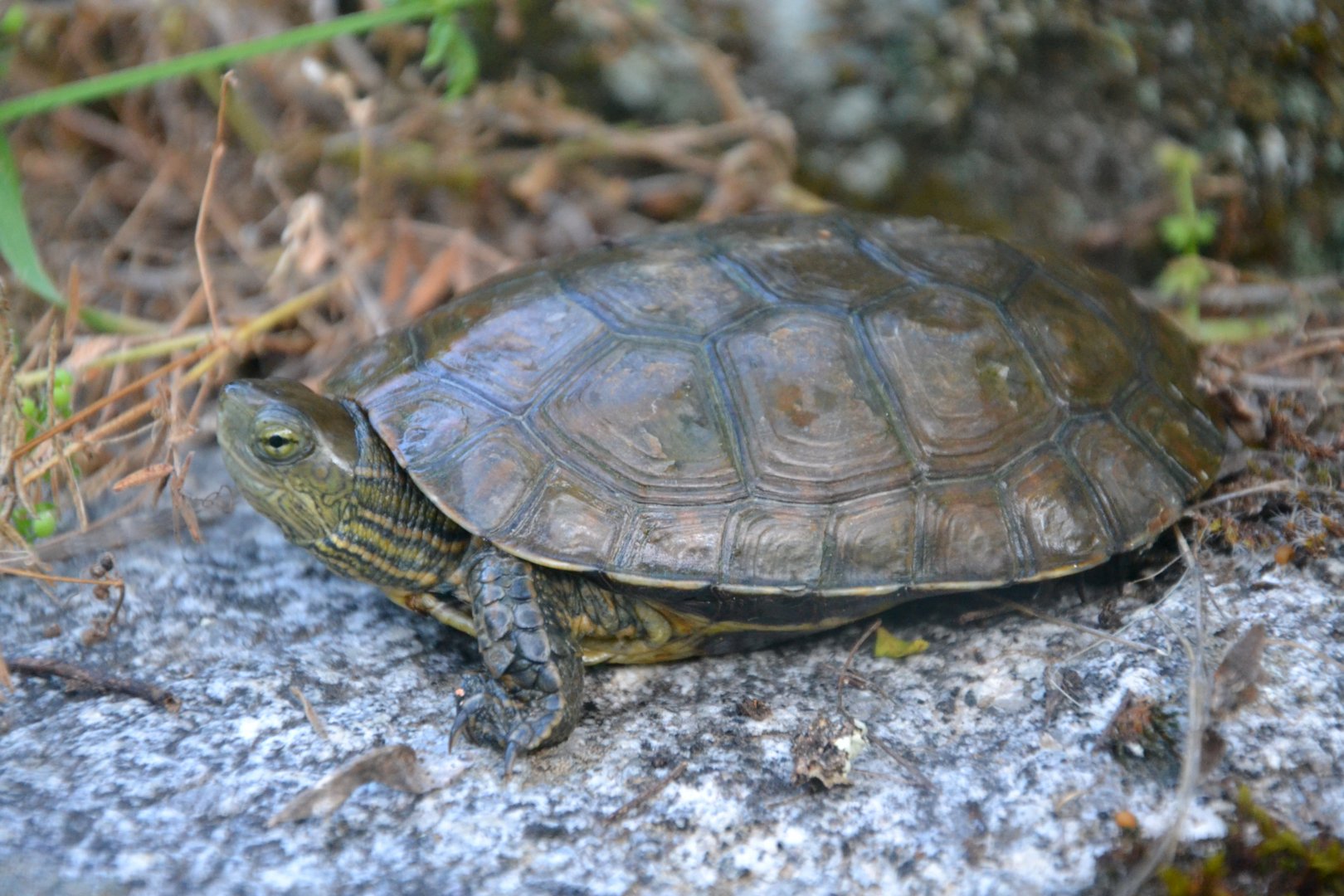 Spanish Pond Turtle - Mauremys leprosa