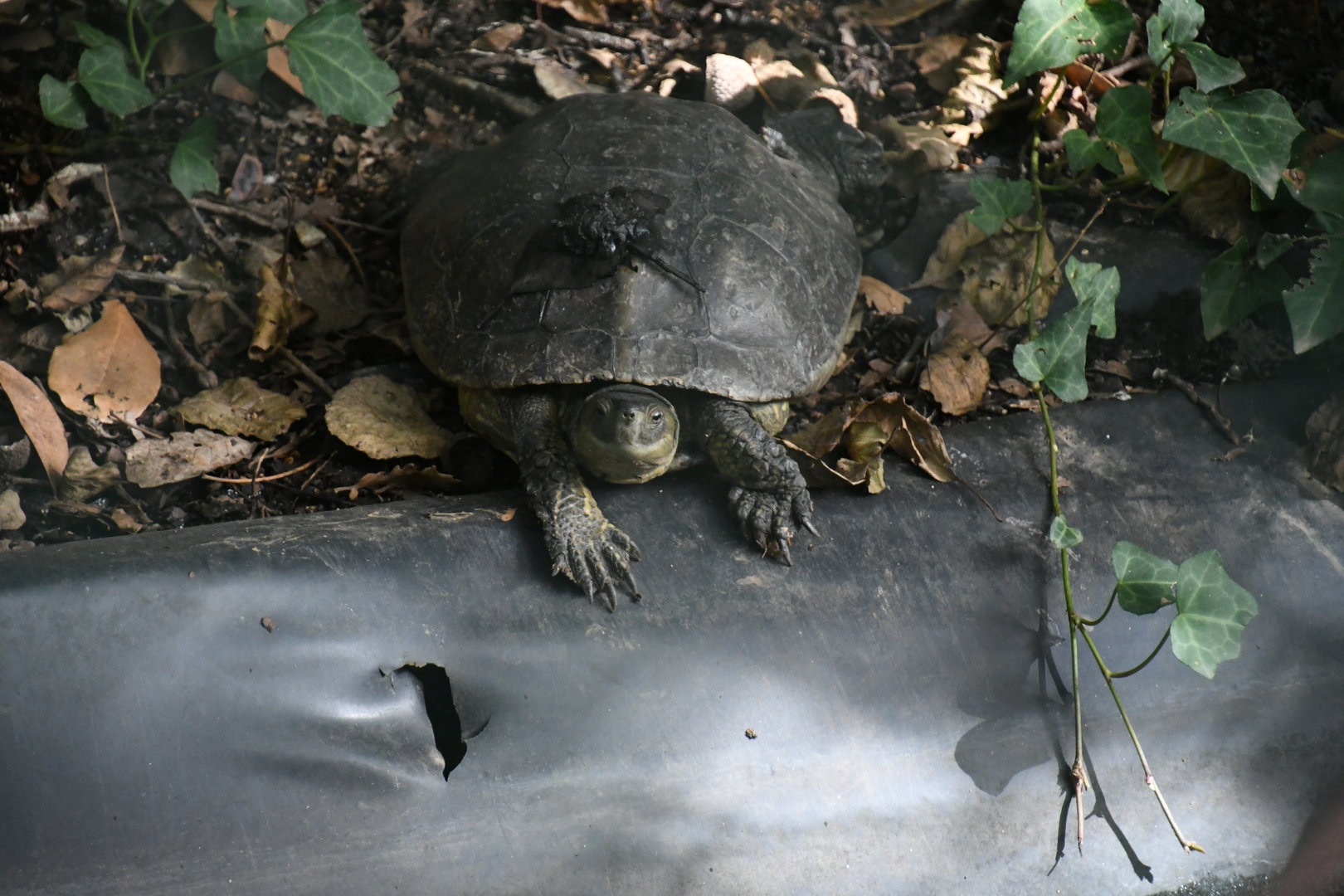 Spanish Pond Turtle? (unsigned)