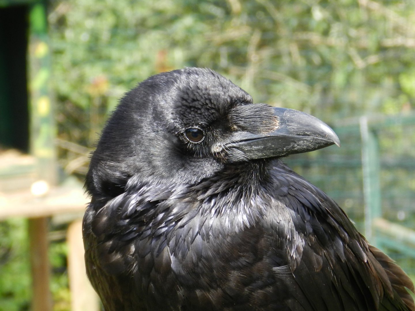 Spanish Raven
