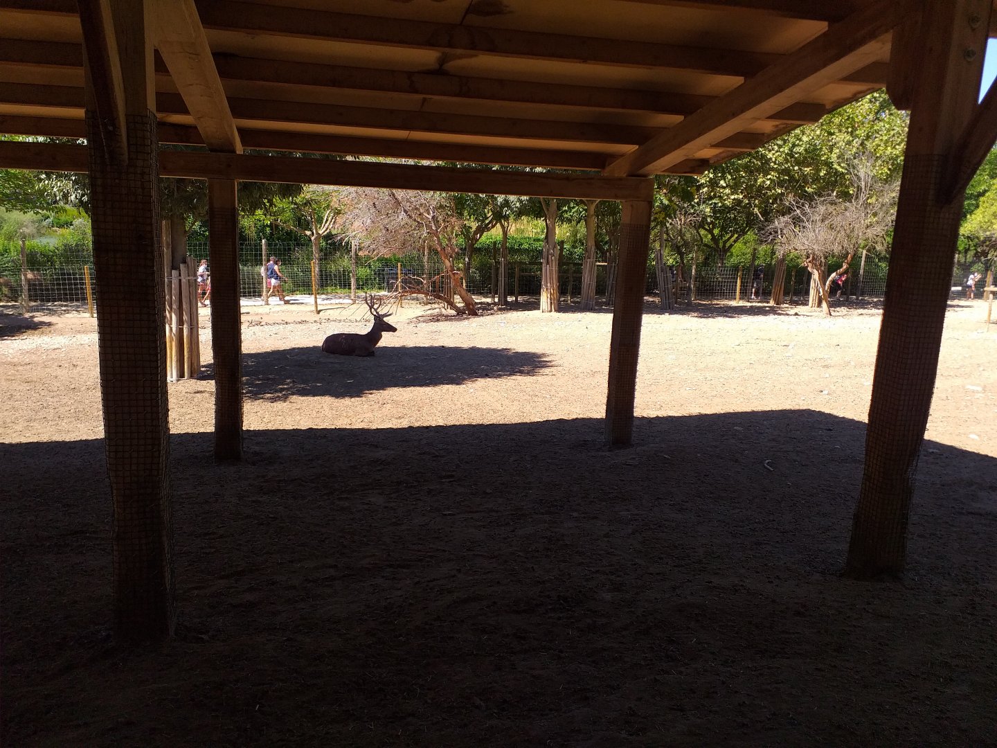 Spanish red deer and European mouflon exhibit -Sendaviva (2020)