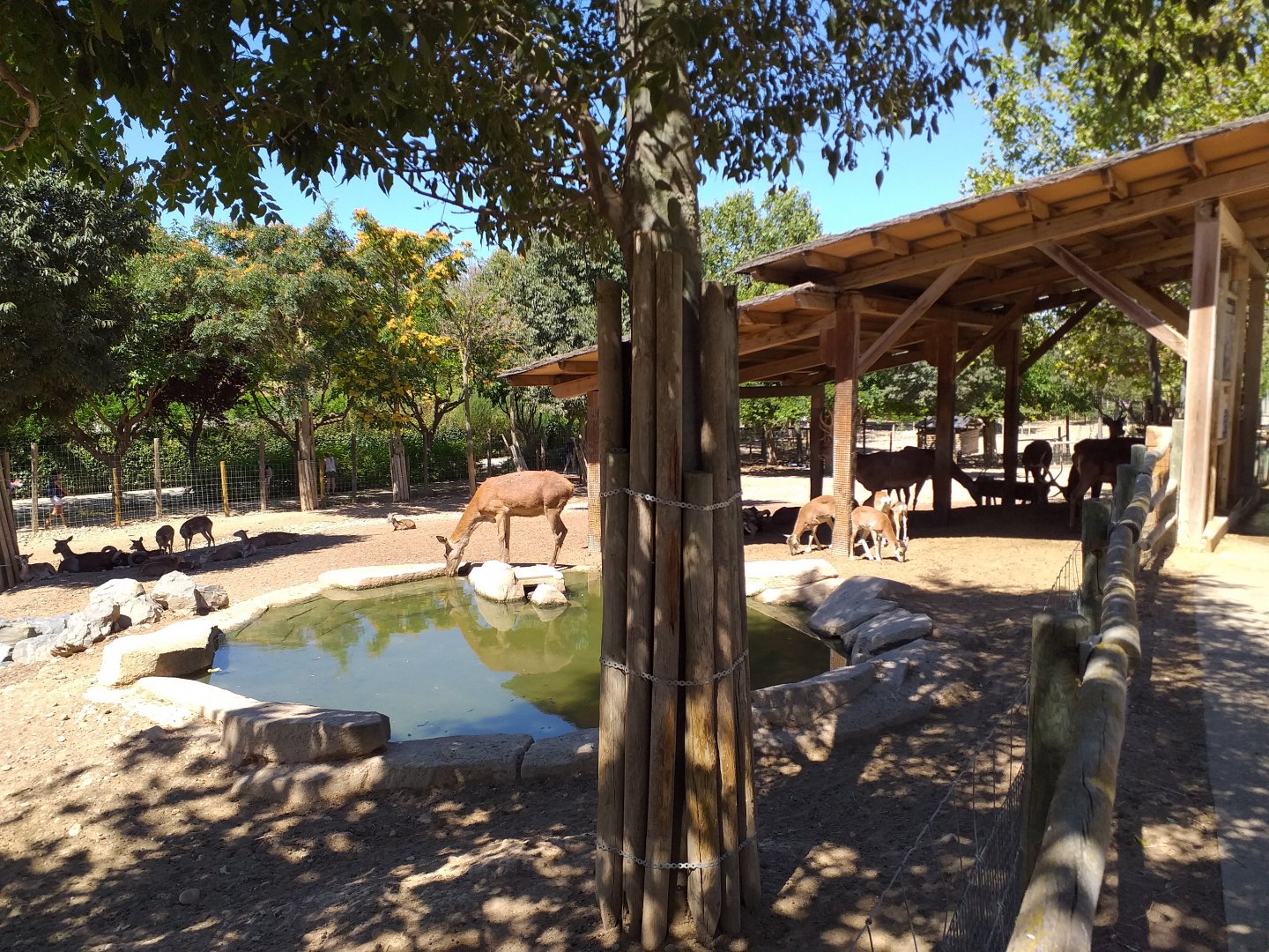 Spanish red deer and European mouflon exhibit -Sendaviva (2020)