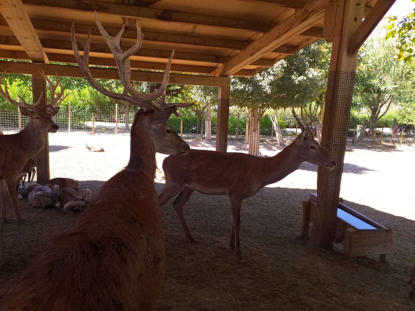 Spanish red deer and European mouflon exhibit -Sendaviva (2020)