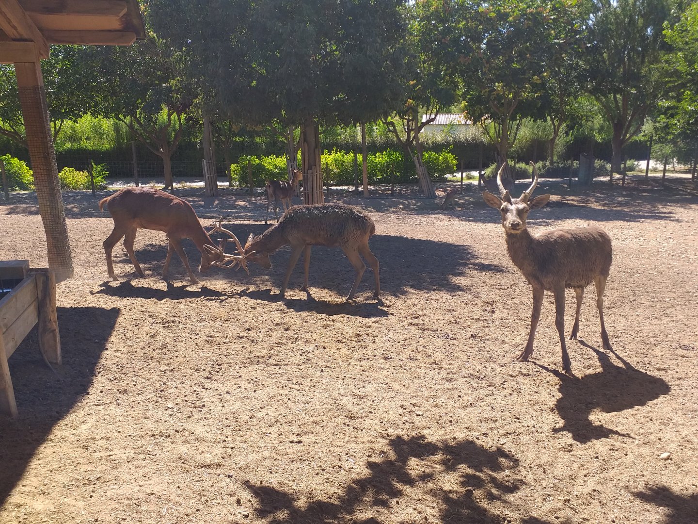 Spanish red deer and European mouflon exhibit -Sendaviva (2020)